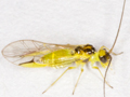 Stenopsocus stigmaticus